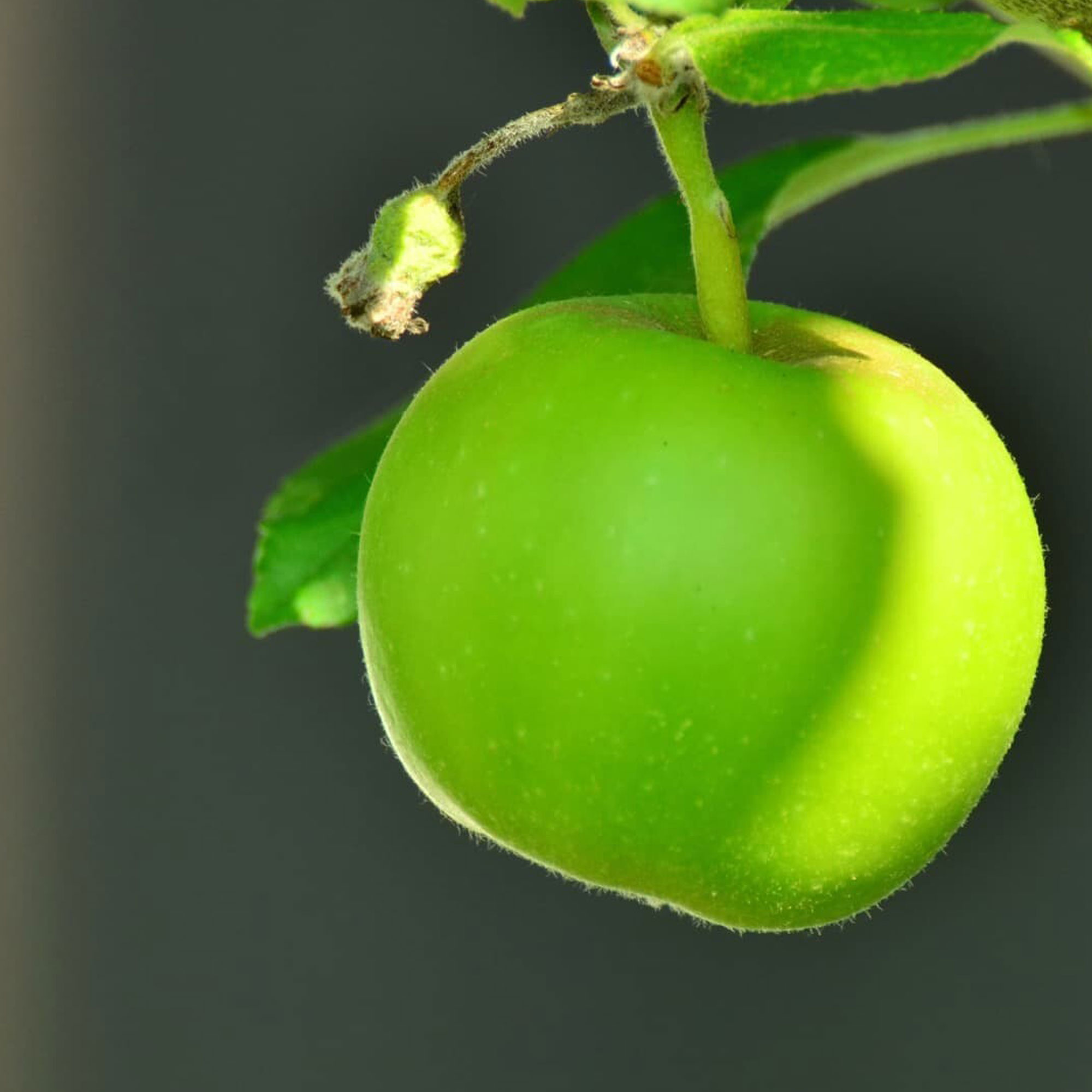 Benefits of Green Apples for Elders